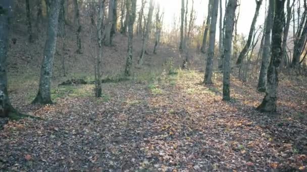 Bela paisagem com folhagem caída, a luz solar cai no chão através das árvores. Floresta de outono ao pôr do sol — Vídeo de Stock