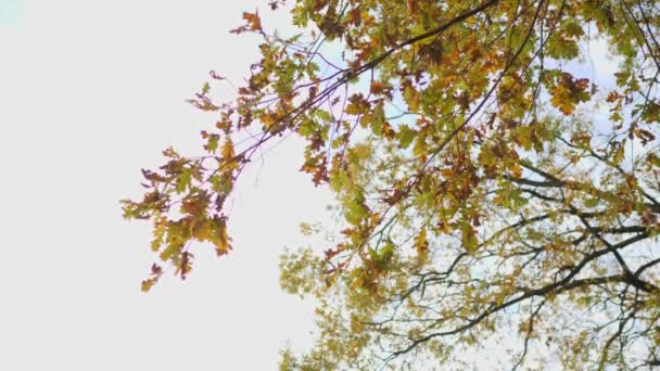 Belles branches jaunes de l'arbre contre le ciel sans nuages au coucher du soleil. Feuillage doré sur un arbre. Le concept de calme et de tranquillité — Video