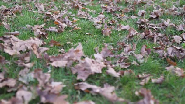 Женские ноги проходят по красивым опавшим листьям на белом газоне — стоковое видео