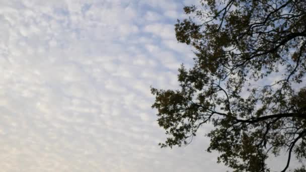 Trädets silhuett på höstkvällen mot de vackra molnen. November himmel i pre-sunset strålar — Stockvideo