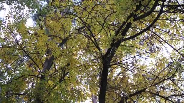 Thick branches of trees with yellow leaves. Autumn background — Stock Video