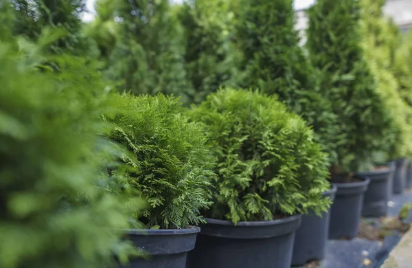 Her zaman yeşil kozalaklı bir katil. Bitki dükkanı. Thuja Çiftliği