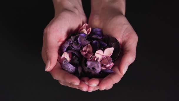 Aromatherapy - beautiful dry flowers in womens hands isolated on a black background. Natural medicine and natural therapy. Close-up — Stock Video