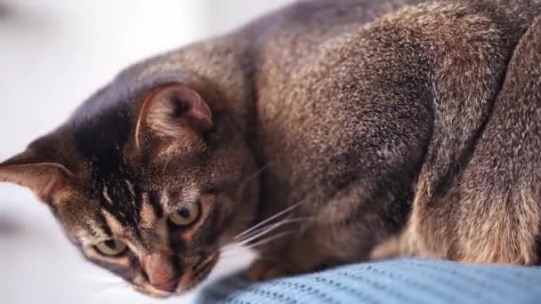 Smuk legesyg hjemme kat close-up. Abessinske jagter for legetøj derhjemme på sengen – Stock-video