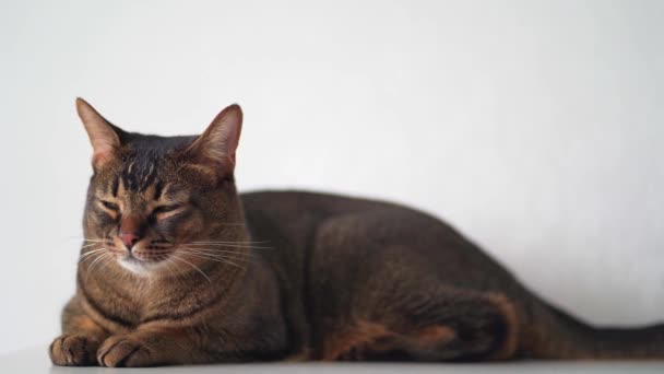 Un grasso gatto bruno calmo giace su uno sfondo bianco. Il relax di un animale domestico. Il concetto di hygge e lagom — Video Stock