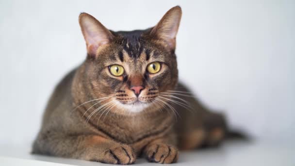 Portrait of a cute pet cat on a white background. Brown thick wool, pet poses — Stock videók