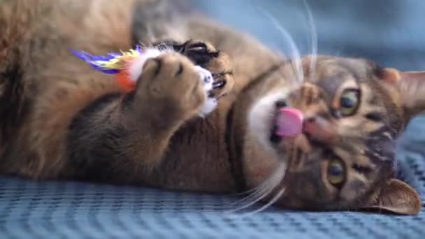 Un beau chat joue avec un jouet sur une couverture bleue sur le lit. Plan statique rapproché. Morsures et rayures d'animaux de compagnie ludiques 