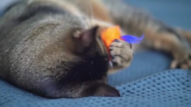 Un chat avec de grands yeux est joué et trompé autour sur un plaid bleu. Le concept de maison et de confort. Gros chat Abyssien mâle 