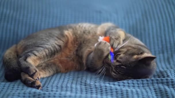 Смешной счастливый кот играет с игрушкой разноцветной мыши на кровати. Уют и комфорт дома — стоковое видео