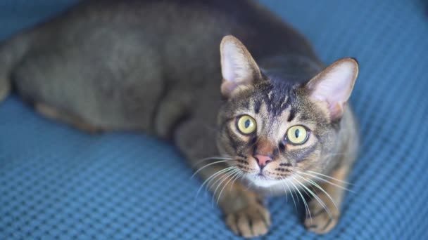 Den söta Abyssinian katten ligger på sängen och ser sig omkring. Ett husdjur med stora ögon och vackra tassar slappnar av — Stockvideo