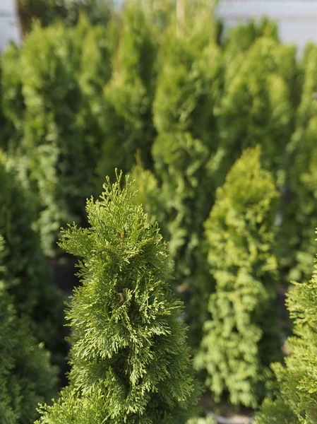 Saplings in the plant shop under the sun. Spring season, planting season and the heyday of nature