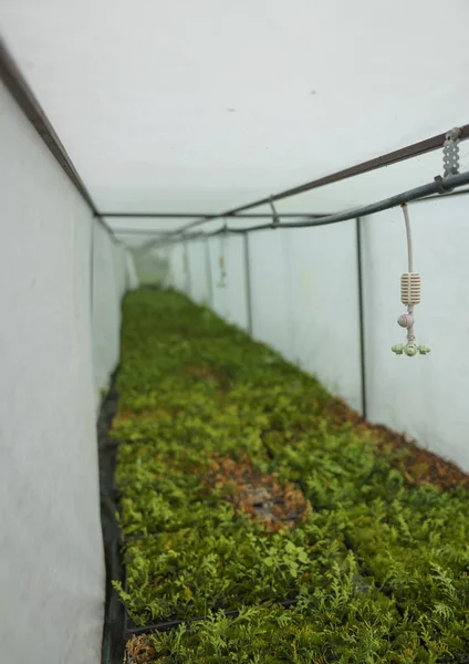 Los aspersores cuelgan en un invernadero húmedo sobre plántulas de coníferas de plantas. Sistema de riego automático en la agricultura. Riego de la máquina sobre thuja perenne en casetes — Foto de Stock