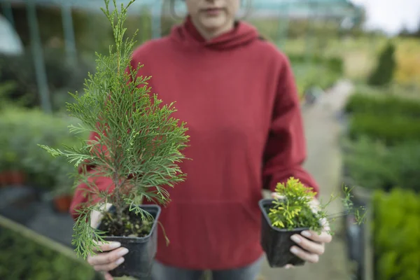 Linda florista jovem - proprietário do negócio está segurando uma planta grande verde crescente e pequena planta cultivada de sementes. Conceito de Escolha Ecológica — Fotografia de Stock