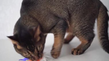 The cat jumps on the dresser behind the toy and jumps back. A static shot on a white background. Playful Abyssinian cute cat