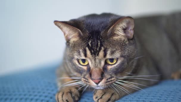 Um gato doméstico caça em casa, os alunos se expandem. Raça de puro sangue abissínio. Pet em um cobertor azul em uma cama em um fundo branco — Vídeo de Stock