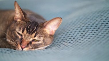 Abyssinian cat sleeps and dreams. Comfort and relaxation - a pet in bed on a blue plaid