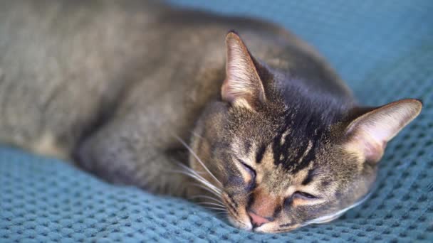 O gato no cobertor dorme com conforto e calor. O conceito de lagom. Fundo azul, cama acolhedora — Vídeo de Stock