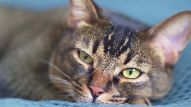 Abisinio gato perezoso primer plano. Retrato de una mascota sobre una manta azul en la cama de la casa. Gato divertido y lindo con hermosos ojos verdes — Vídeo de stock