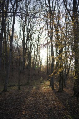 Gündüz güneş ışığı, sonbahar ağaçlarının dallarında ılık ışıklarla parlıyor. Güneşin doğuşunda ya da batışında güzel sonbahar manzarası