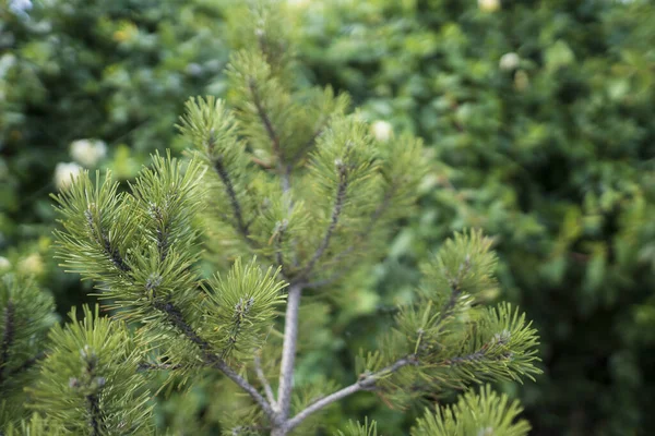 Een tak van een groenblijvende zaailing buiten. Een kleine groene boom in een plant crèche — Stockfoto