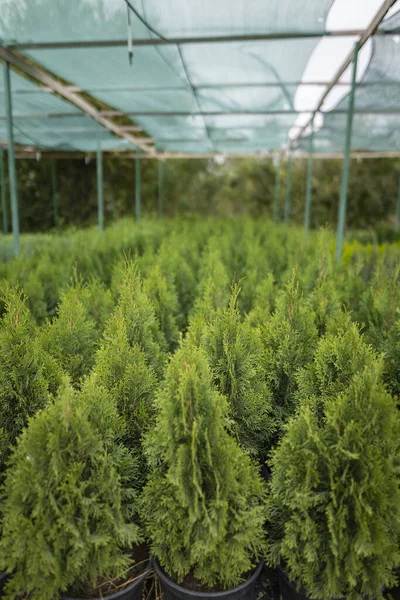 Rijen van slanke thuja in de kwekerij van planten. Evergreen zaailingen te koop — Stockfoto