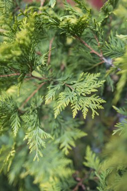 Bir çiçekçide kozalaklı ve yeşil dallar. Satılık dekoratif bitki