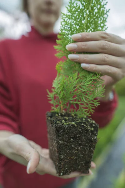 O biólogo está segurando uma planta com solo prensado. Ecossistema, raiz de plântulas de coníferas — Fotografia de Stock