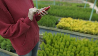 Genç bir iş kadını, akıllı bir telefonla, açık havada, kozalaklı bir çiftlikte alıcıyla temas kuruyor. İnternet üzerinden eko ürünler satmak. İstihdam tipi