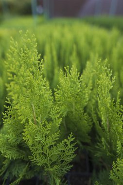 Fabrikadaki çömleklerde güzel, parlak yeşil bir thuja. Bahçeniz için yemyeşil filizler, kozalaklı bir eşkıya.