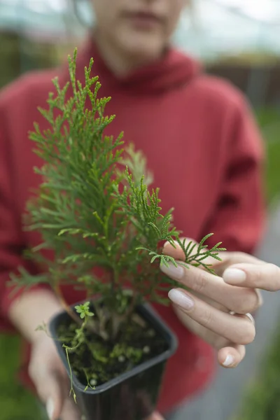 Florista inspeciona a planta. Controle e verificação de mudas. Biólogo estuda a raiz de uma planta cultivada de sementes sempre verde — Fotografia de Stock