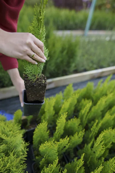 Mão feminina toca os topos de mudas de coníferas em movimento, close-up. Cultivo lindo thuja no chão. O conceito de proteger a biosfera e o amor à natureza — Fotografia de Stock