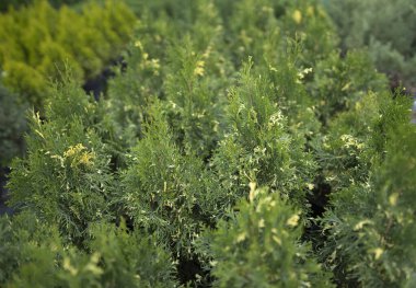 Bahçeyi ya da bahçeyi süslemek için bitkiler. Çiçekçide Evergreen fideleri