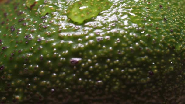 Капля воды стекает над свежим авокадо, макро статический снимок. Зеленый овощной экстремальный крупный план, кожура авокадо. Веганская диета, здоровый образ жизни — стоковое видео