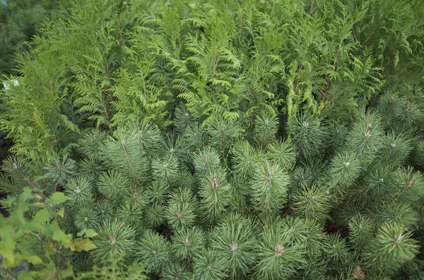 Coniferous plants for sale, rows of seedlings green in the store at the farm. Business in agriculture — Stock Photo, Image