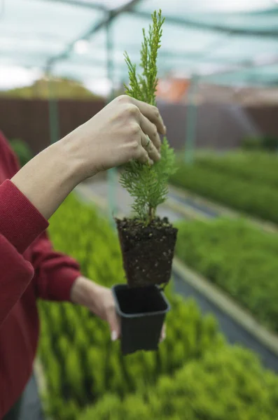 O proprietário de um eco-negócio local planta uma pequena fábrica verde em um pote. Fazenda de mudas, estufa ao ar livre — Fotografia de Stock