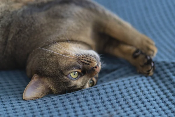 Belle maison ludique chat gros plan. Chasses abyssiniennes pour jouet à la maison sur le lit — Photo