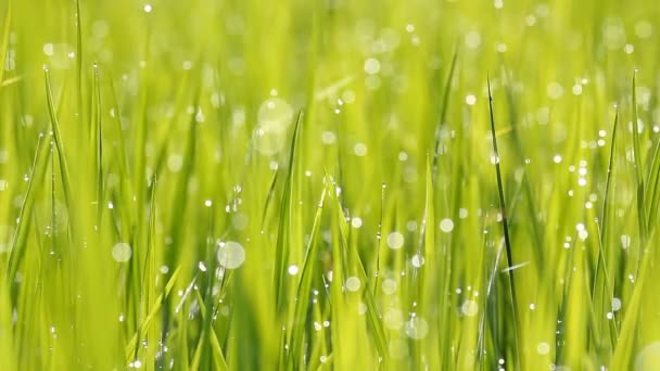 Morning paddy field — Stock Video