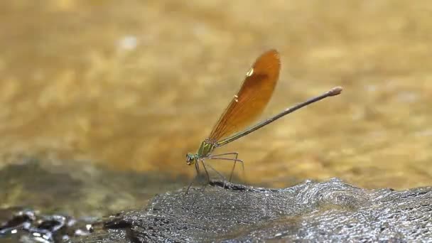 Corrente glória damselfly — Vídeo de Stock