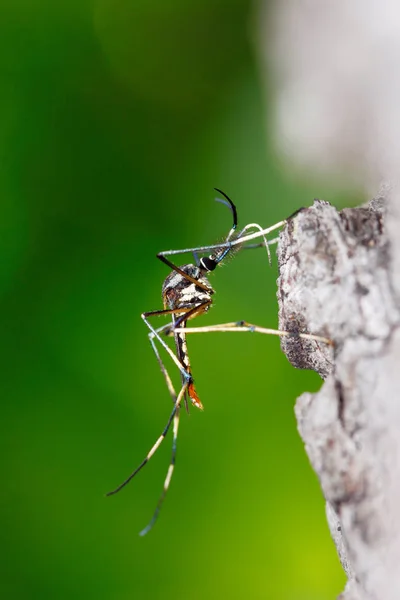 Mature predatory mosquito — Stock Photo, Image