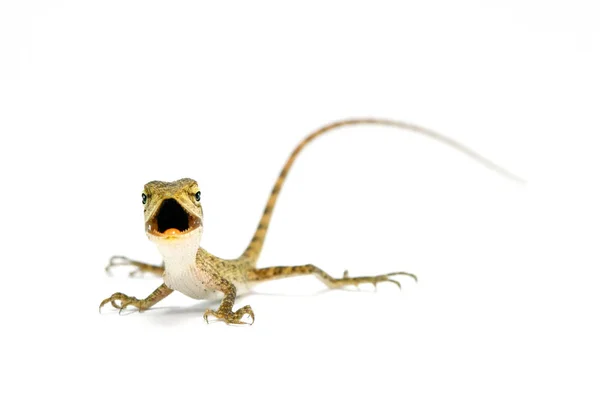 Juvenile garden lizard — Stock Photo, Image