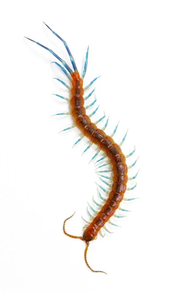 Centipede on white background — Stock Photo, Image