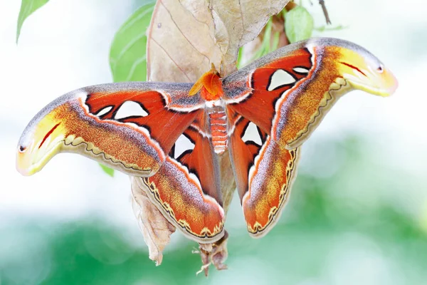 Polilla del Atlas (Attacus atlas ) — Foto de Stock