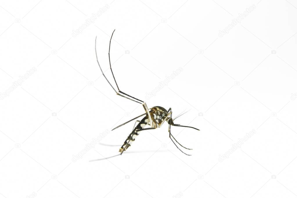 Mosquito on white background