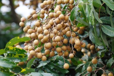 Longan meyve ağacı
