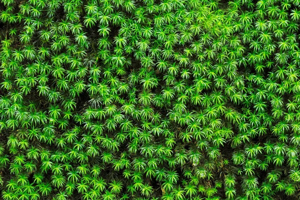 Green mosses background — Stock Photo, Image