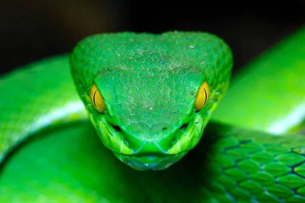 Green Pit Viper — Stock Photo, Image