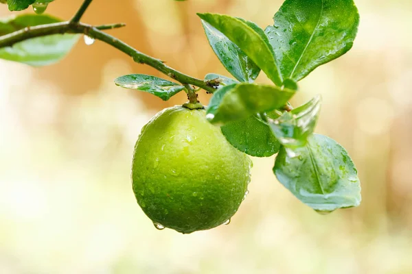 Limão na árvore — Fotografia de Stock