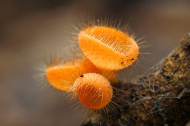 Cookeina tricholoma mantar