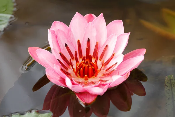 Flor completa de loto — Foto de Stock