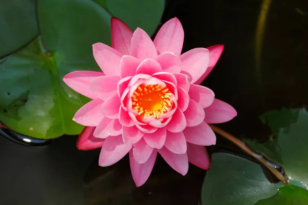 Top view pink lotus